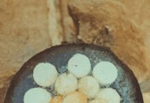 Street Food Africaine : Voyage culinaire à travers les saveurs locales